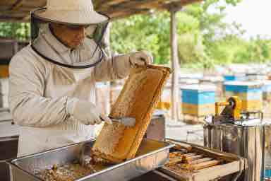 Propolis: Rahasia Perlindungan Alami dari Sarang Lebah